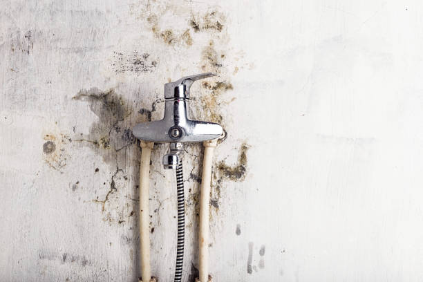 Best Professional Mold Removal  in Remgton, IN