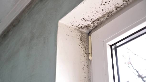 Mold Testing and Removal in Remington, IN