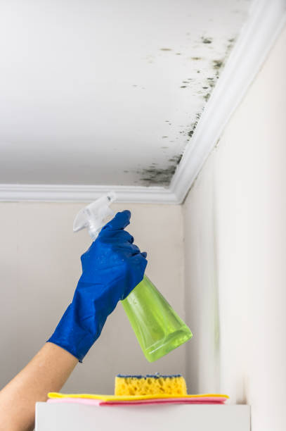 Professional Mold Removal in Remington, IN