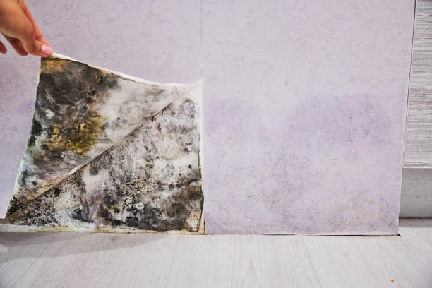 Best Crawl Space Mold Removal  in Remgton, IN